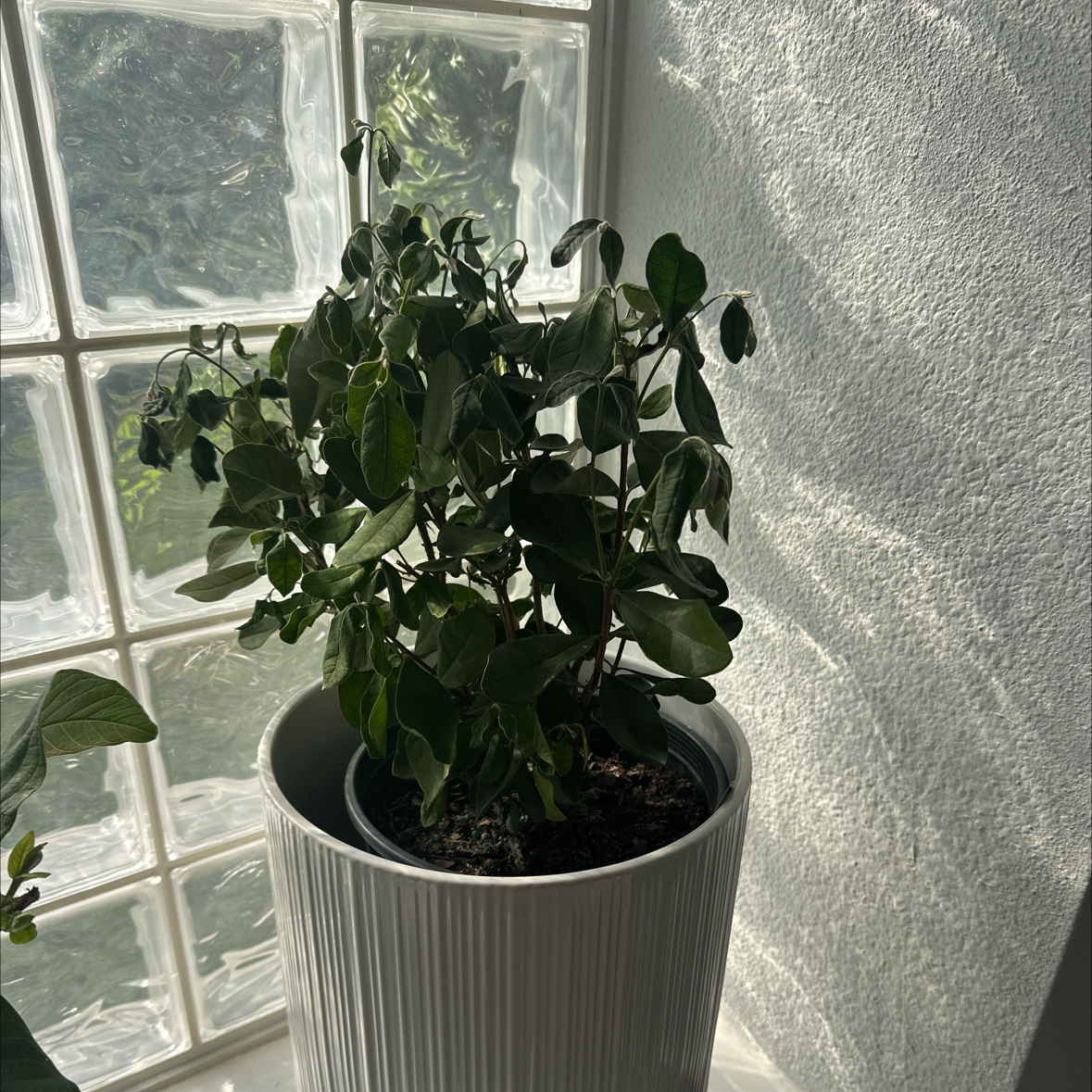 Photo of the plant species Guava Pineapple by @CalmLilliput77 named Piña Guavala on Greg, the plant care app