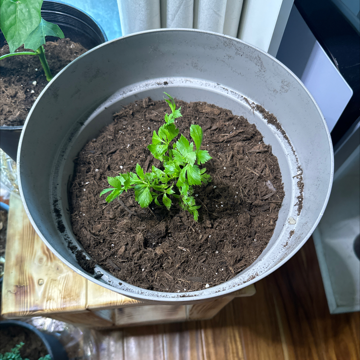 Photo of the plant species Leaf Celery by @CalmLilliput77 named Surya on Greg, the plant care app
