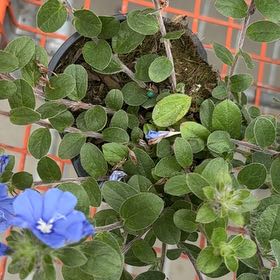 Photo of the plant species Dwarf Morning-Glory by @BlessedSandleek named Stella on Greg, the plant care app