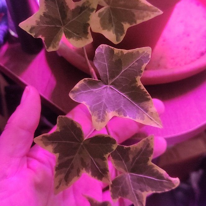 Photo of the plant species English Ivy 'Goldchild' by @FabLilacmist75 named Ronaldo on Greg, the plant care app