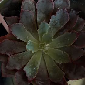 Photo of the plant species Echeveria by @ZarfJubaea39 named Gregarious on Greg, the plant care app