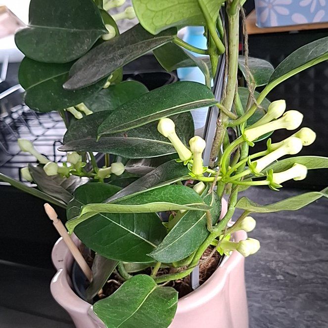 Photo of the plant species Japanese Pagoda Tree by @SprightlyAjwain named Baesil on Greg, the plant care app