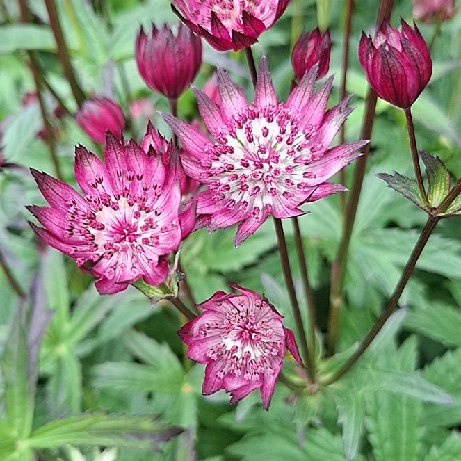 Photo of the plant species Greater Masterwort by @SprightlyAjwain named Hamilton on Greg, the plant care app