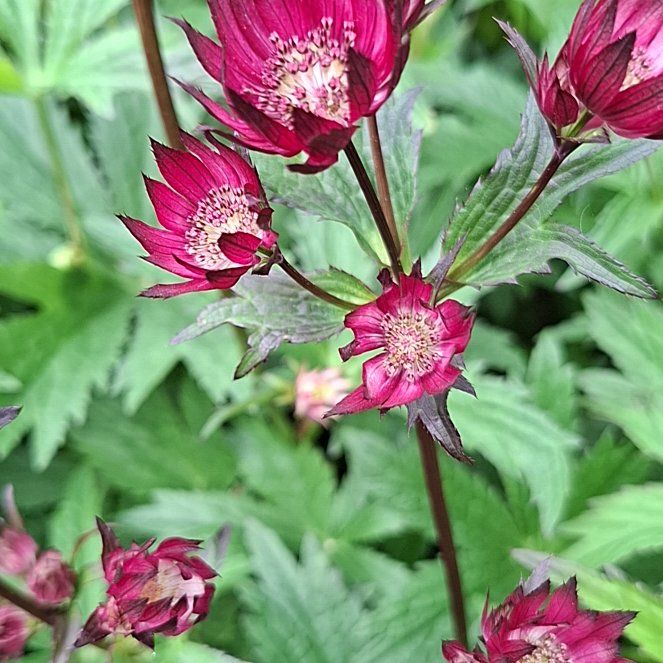 Photo of the plant species Greater Masterwort by @SprightlyAjwain named Xena on Greg, the plant care app