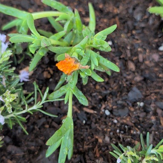 Photo of the plant species Marsh Jaumea by @PlenaryMoss16 named Nesta on Greg, the plant care app