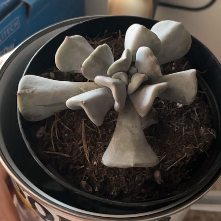 Photo of the plant species Echeveria 'Cubic Frost™' by @KindLemon60 named Maya on Greg, the plant care app