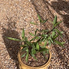 Photo of the plant species mexican petunia by @SirGrapeivy16 named Petunia on Greg, the plant care app