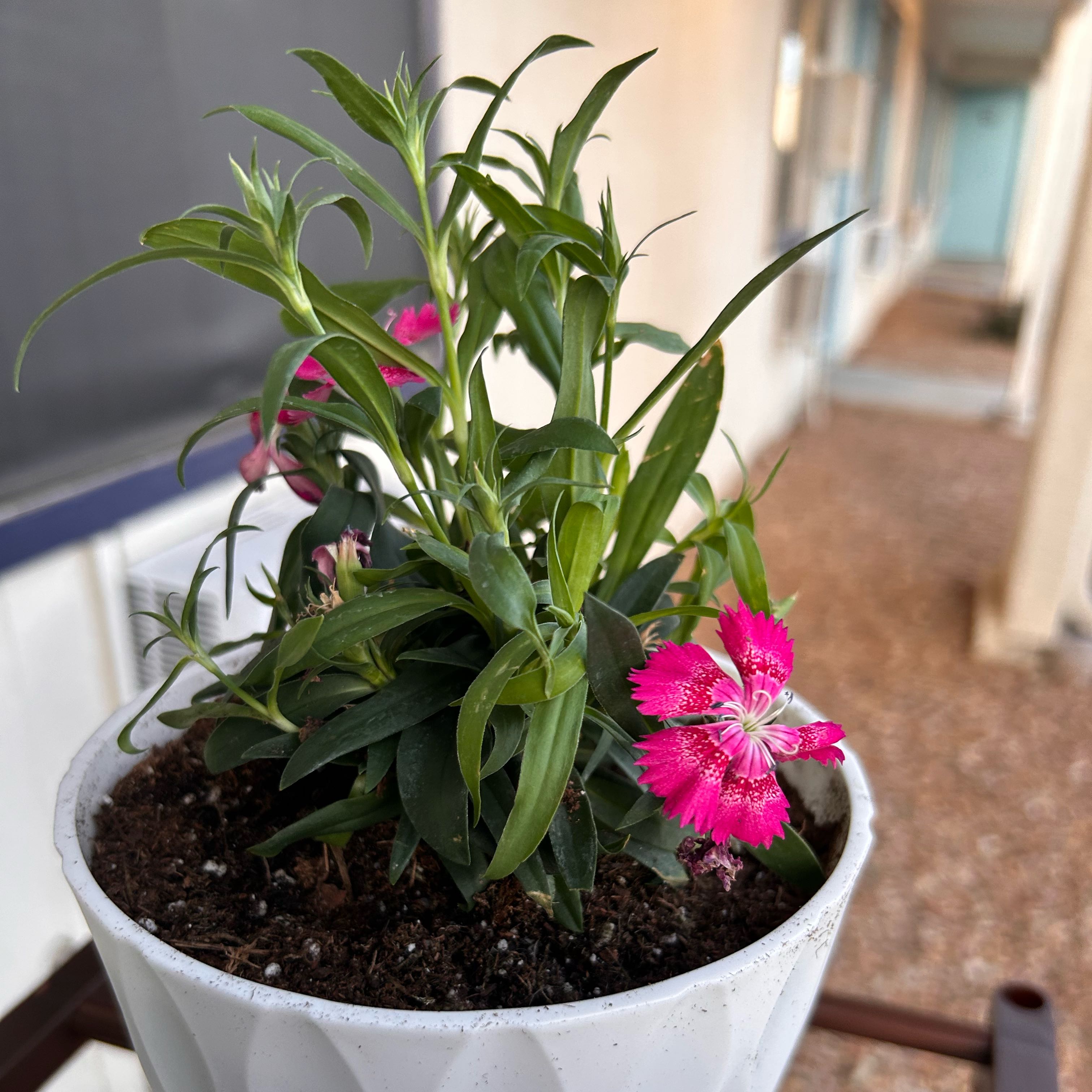 Photo of the plant species Dianthus 'Pink Kisses' by @SirGrapeivy16 named Rosita on Greg, the plant care app