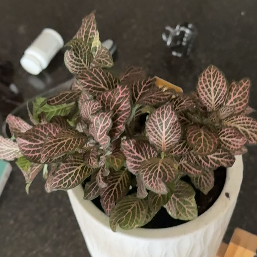 Photo of the plant species Pink Angel by @DollPaleyucca48 named Fernie Mac on Greg, the plant care app