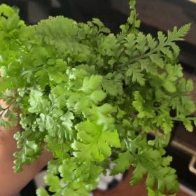 Photo of the plant species Brittle Bladder-Fern by @HeirEllisia18 named Baesil on Greg, the plant care app
