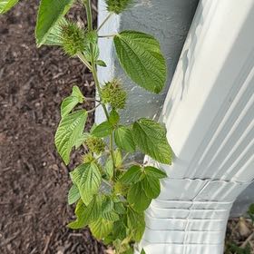 Photo of the plant species Hornbeam Copperleaf by @PrimoRiberry61 named Orlando Bloom on Greg, the plant care app