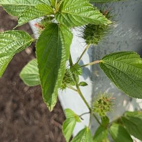 Photo of the plant species Hornbeam Copperleaf by @PrimoRiberry61 named Stella on Greg, the plant care app