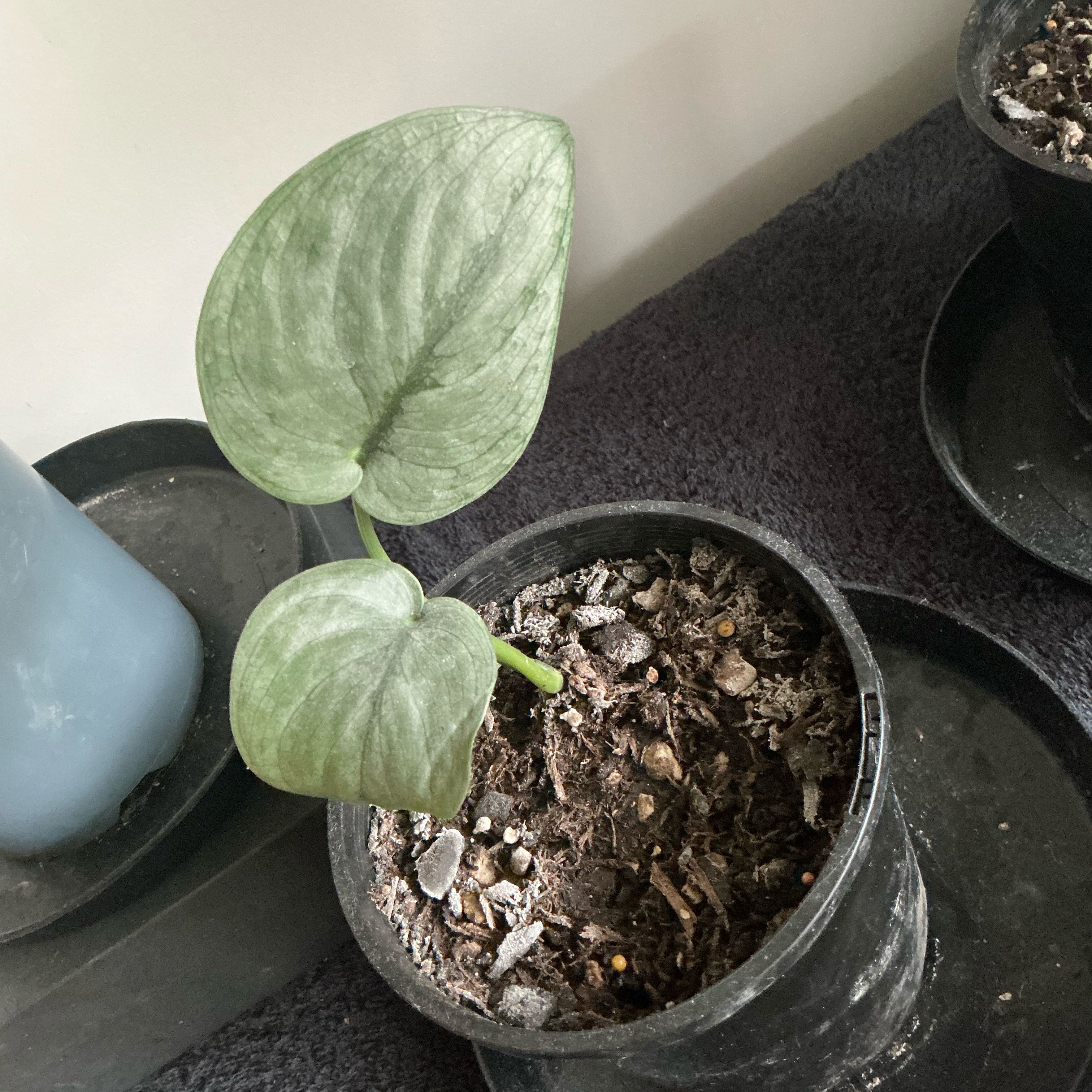 Photo of the plant species Scindapsus pictus 'Silver Hero' by @PrinceChosmo86 named Cleopatra on Greg, the plant care app