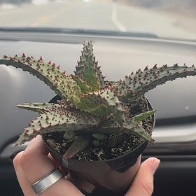 Photo of the plant species Aloe 'AJR' by @HeroFicusruby51 named Ace on Greg, the plant care app