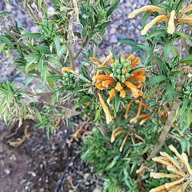 Photo of the plant species Lion's Ear by @PetMoonglow34 named Emerson on Greg, the plant care app