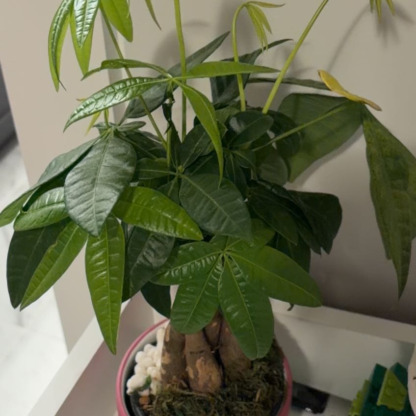 Photo of the plant species Bonzi Tree by @MovingHautree37 named Surya on Greg, the plant care app
