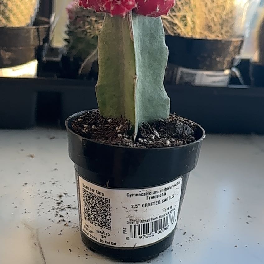 Photo of the plant species Grafted Cactus by @CunningMelon16 named Ronaldo on Greg, the plant care app