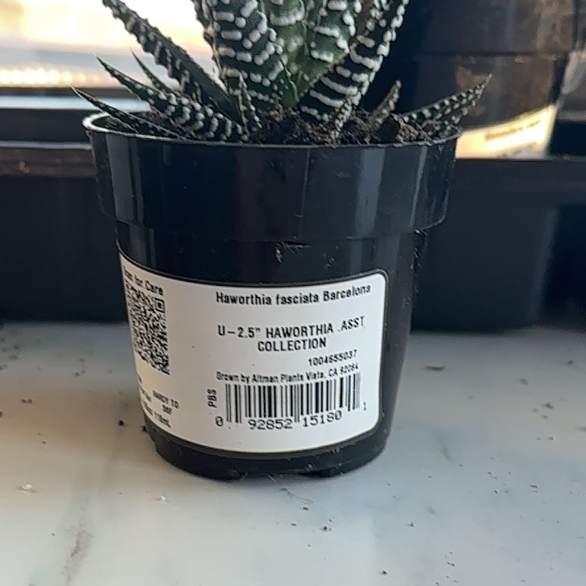 Photo of the plant species Haworthia fasciata 'Barcelona' by @CunningMelon16 named Cleopatra on Greg, the plant care app