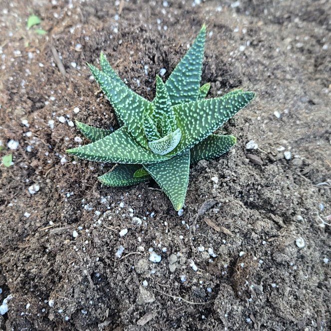 Photo of the plant species Pillansii by @KookyCapeivy61 named Gomez on Greg, the plant care app