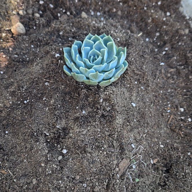 Photo of the plant species Echeveria by @KookyCapeivy61 named Prince on Greg, the plant care app
