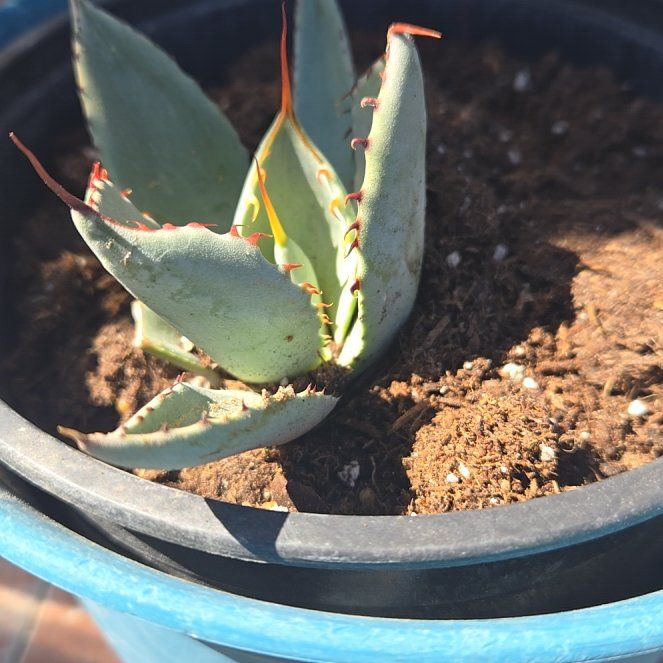 Photo of the plant species Artichoke Agave by @KookyCapeivy61 named Hamilton on Greg, the plant care app