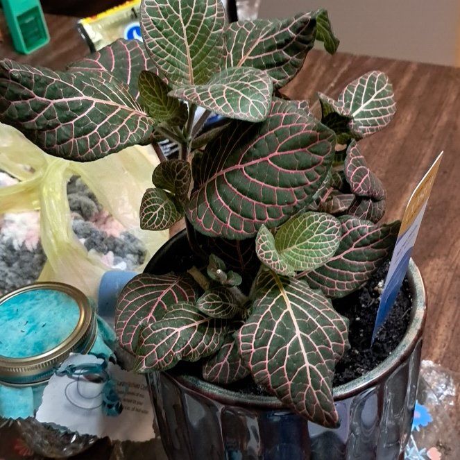 Photo of the plant species Red Vein Fittonia by @ScarlettBegonia named Scarlett Fittonia on Greg, the plant care app