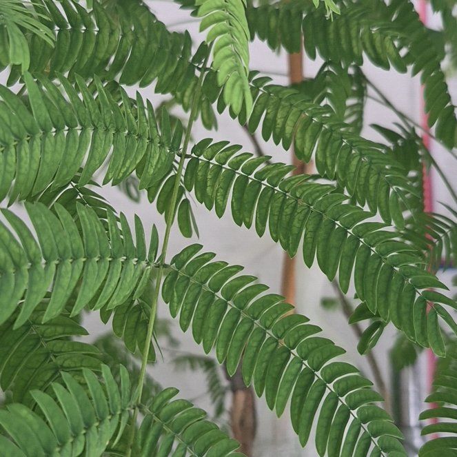 Photo of the plant species Silk Tree by @UberRainbow69 named Kobe on Greg, the plant care app