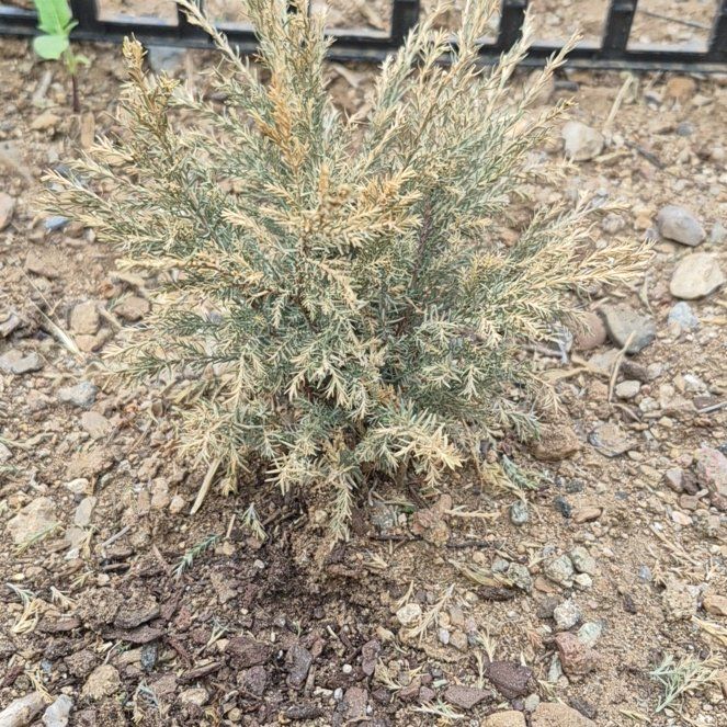 Photo of the plant species Rock Juniper by @UberRainbow69 named Sanders on Greg, the plant care app