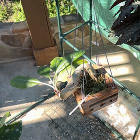 Photo of the plant species Ant plant by @HeroineFernmoss named Tupot amaroot on Greg, the plant care app