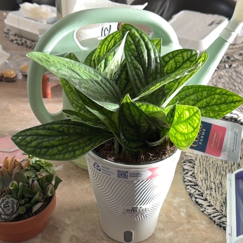 Photo of the plant species Green Galaxy Monstera by @CozyWildtea18 named LiloStitch on Greg, the plant care app