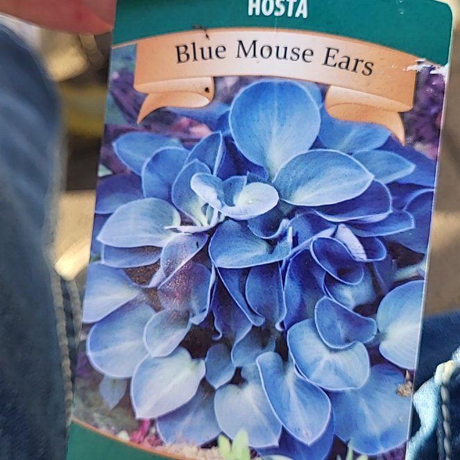Photo of the plant species Hosta 'Blue Mouse Ears' by @JollyTexasash30 named Blue mouse on Greg, the plant care app