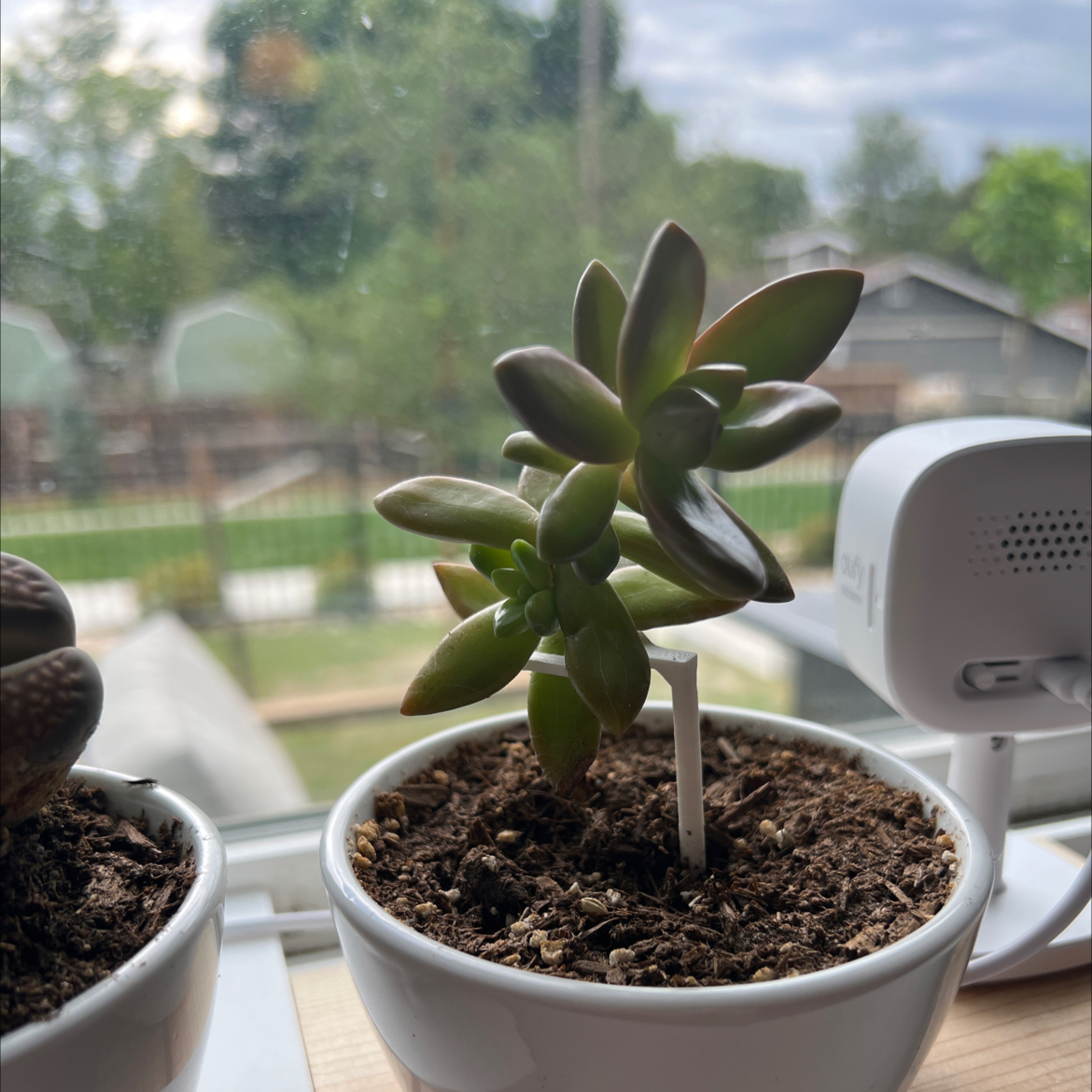 A healthy potted succulent plant on a windowsill with a blurred outdoor background.