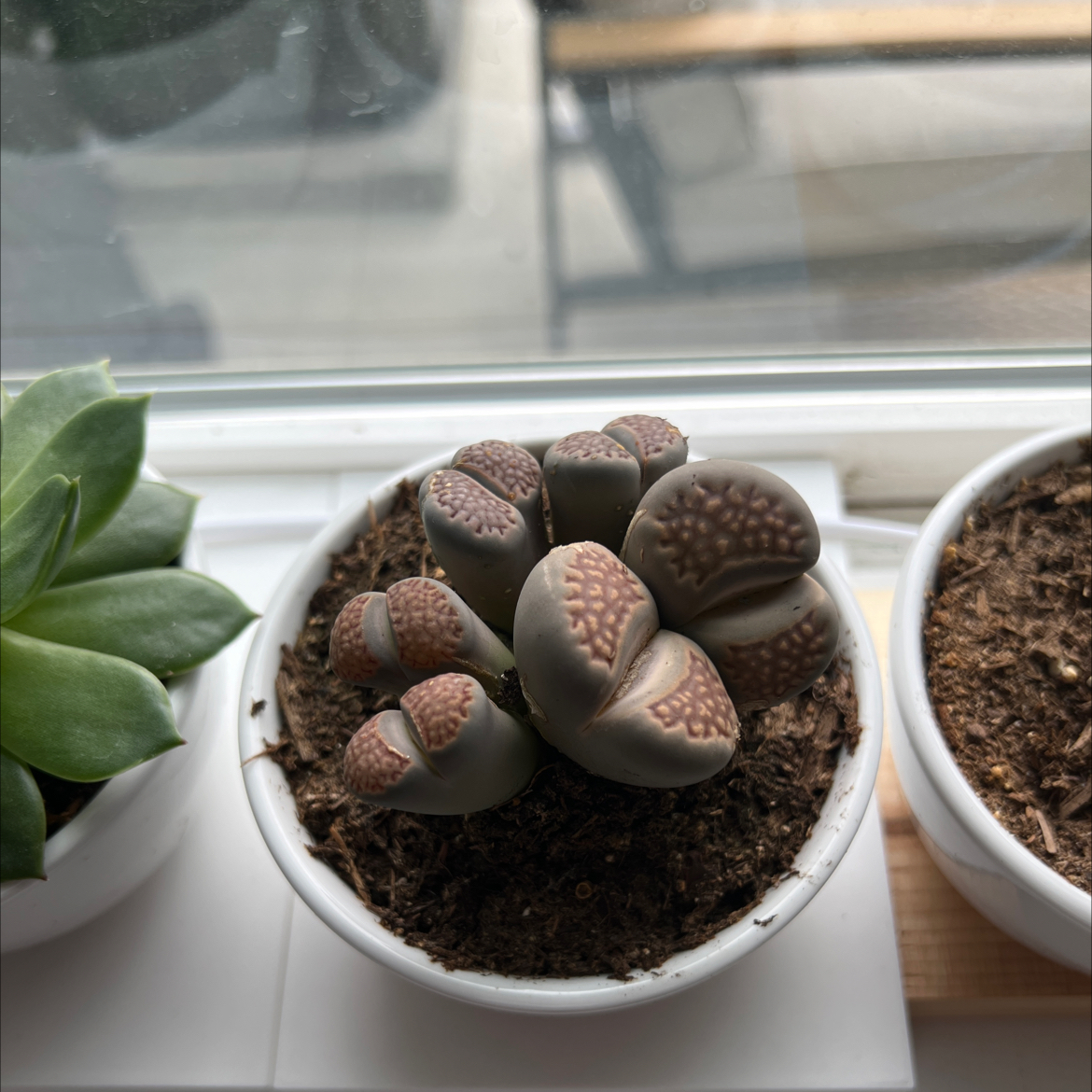 Lithops bromfieldii plant in a white pot with visible soil, well-framed and in focus.