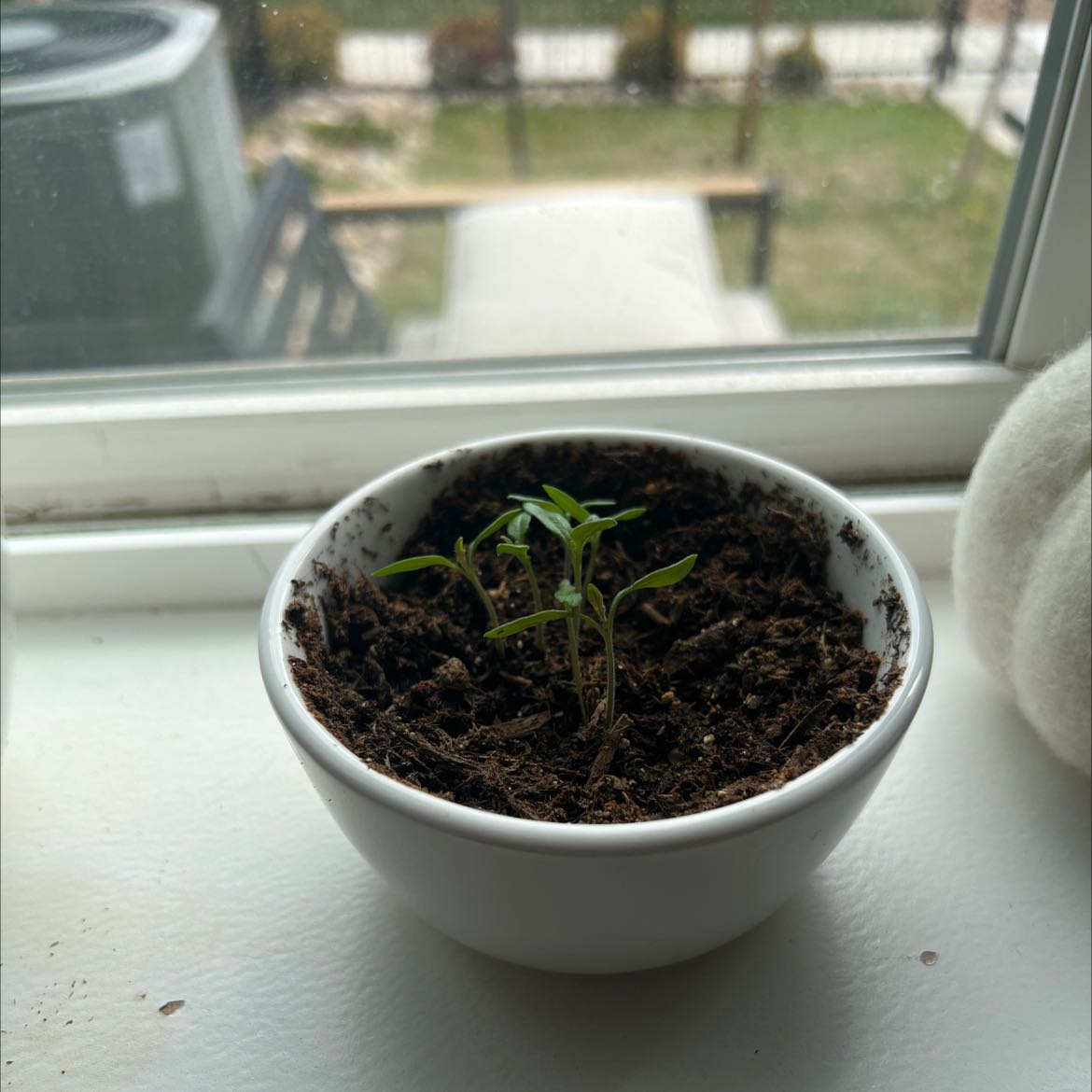 Small tomato plant in a white pot on a windowsill, early growth stage.
