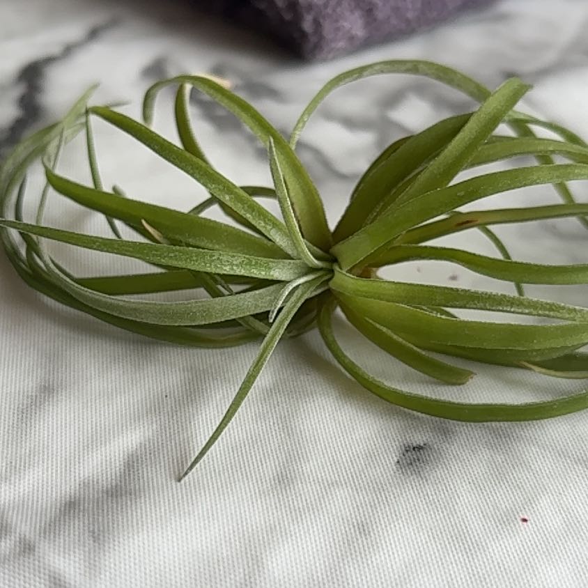 Photo of the plant species Brachycaulos Green Air Plant by Nikkole named Trixie on Greg, the plant care app