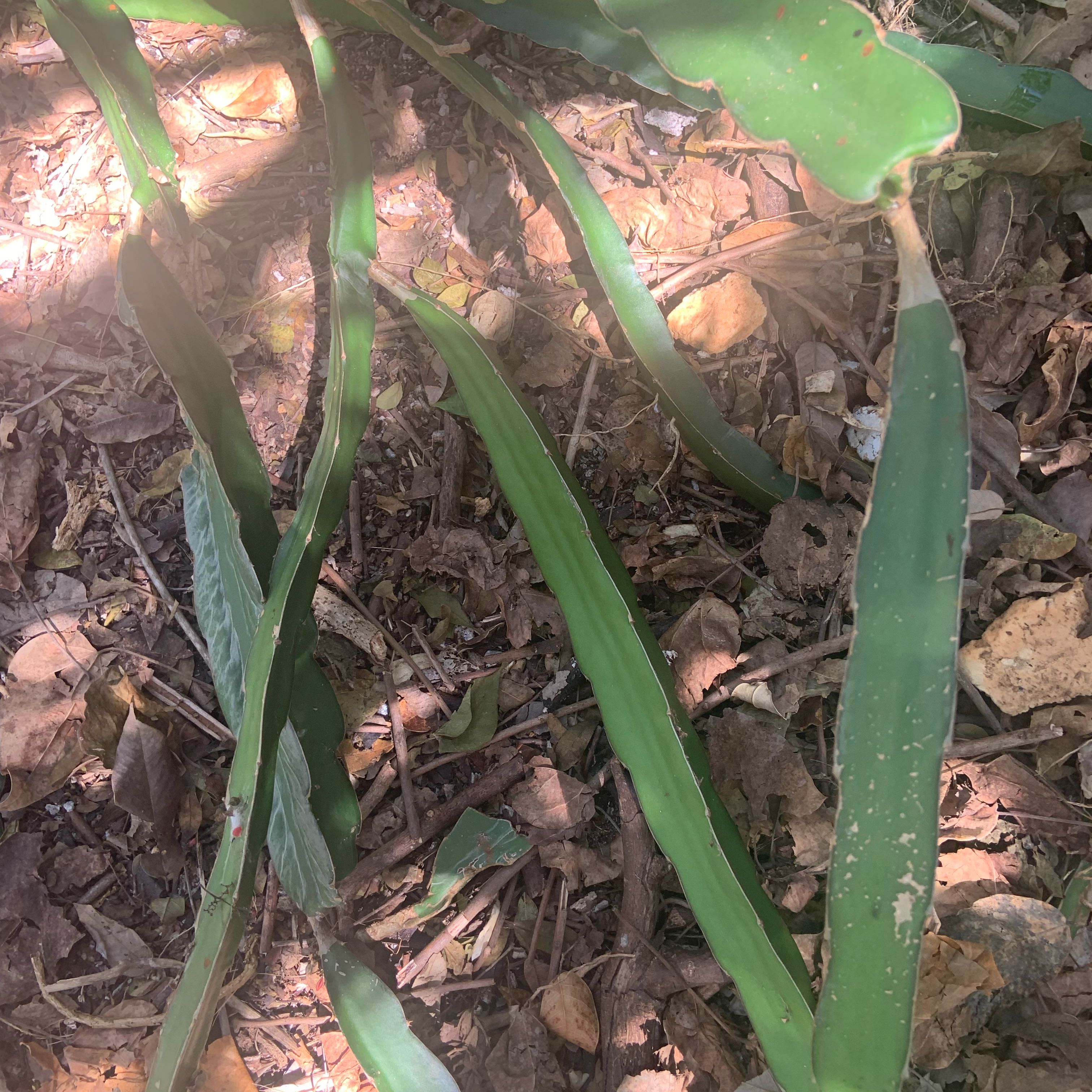 Photo of the plant species Trimezia gracilis by @RousingTyrimnus named Rainier on Greg, the plant care app