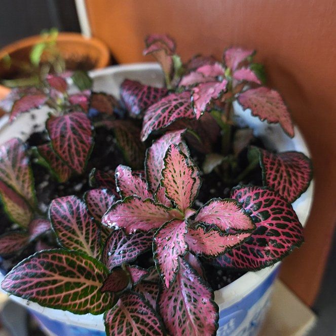 Photo of the plant species Dont Know by @FullOxlip17 named Harley quinn on Greg, the plant care app