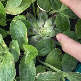 Photo of the plant species Beach Pea by @GoldenRedsage75 named Denali on Greg, the plant care app