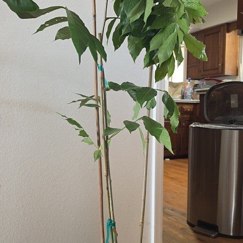 Photo of the plant species Lucky Bean Tree by @BraveWychelm50 named Orwell on Greg, the plant care app