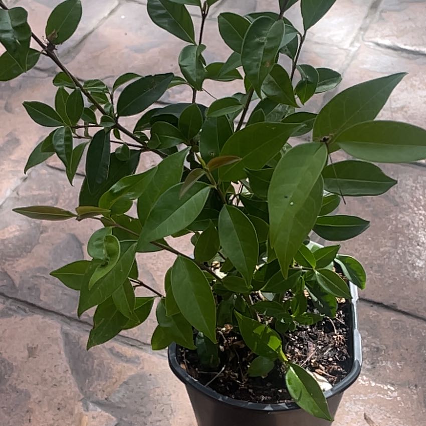 Photo of the plant species Glossy Privet by @SweetHoya88 named Kobe on Greg, the plant care app