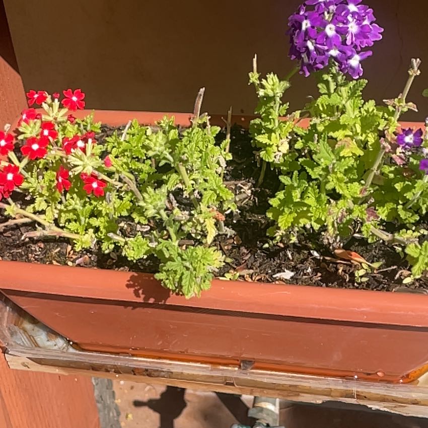 Photo of the plant species Slender Vervain by @SweetHoya88 named Lola on Greg, the plant care app