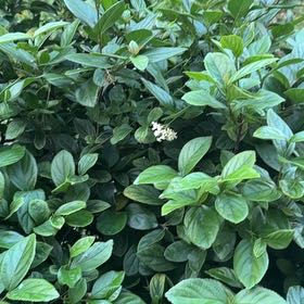 Photo of the plant species Sweet Arrowwood by @ImmenseRaintree named Ronaldo on Greg, the plant care app