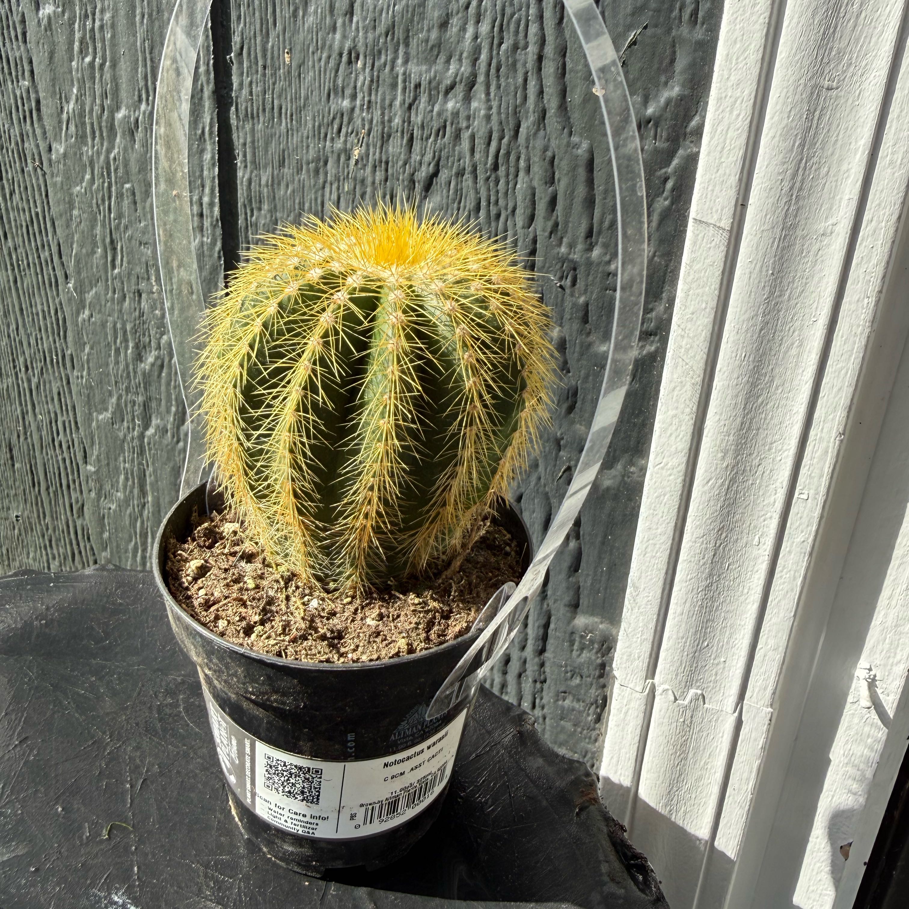 Photo of the plant species Notocactus warasii by @HealthyPokaka88 named Rivera on Greg, the plant care app