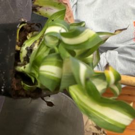 Photo of the plant species California False Hellebore by @PivotalMango53 named Coco on Greg, the plant care app