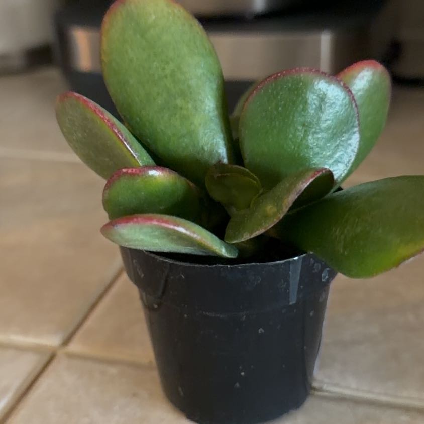 Photo of the plant species Mosaic Jade by @VipWineberry79 named Prince on Greg, the plant care app
