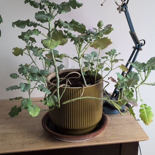 Photo of the plant species Broccoli by @DearBushlily74 named Mr broccoli 🥦 on Greg, the plant care app
