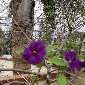 Photo of the plant species Blue Potato Bush by @DandyChisme97 named Hemingway on Greg, the plant care app