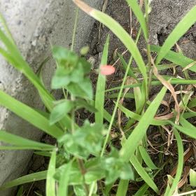 Photo of the plant species Red Chickweed by @DandyChisme97 named Sol on Greg, the plant care app