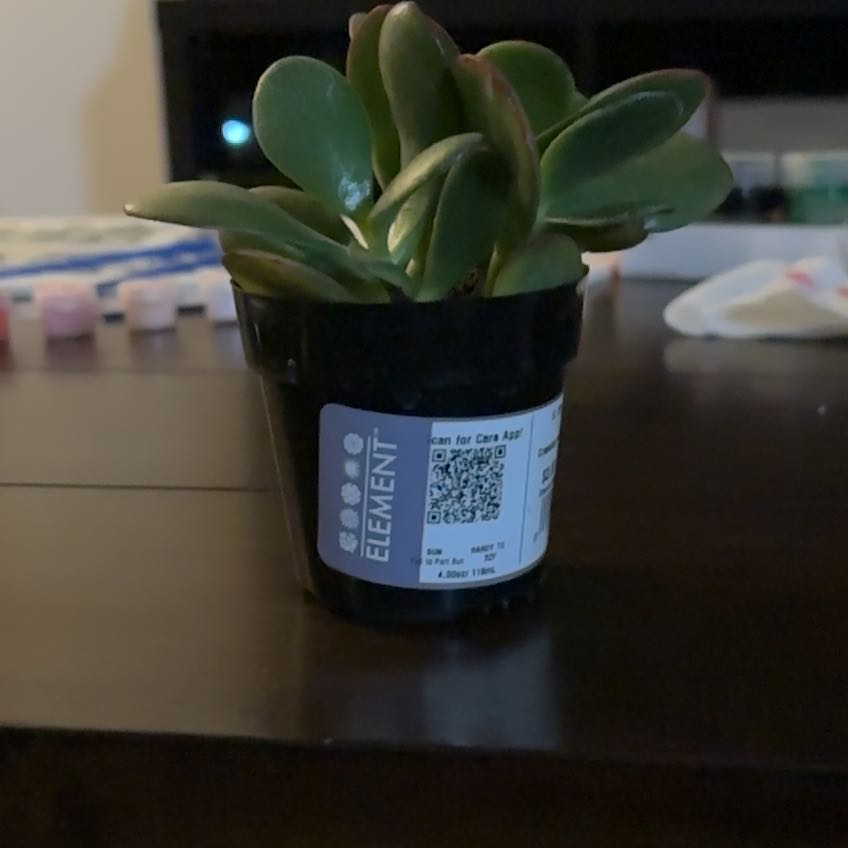 Photo of the plant species Hummels Sunset by @FlyingChards42 named Jar Jar on Greg, the plant care app
