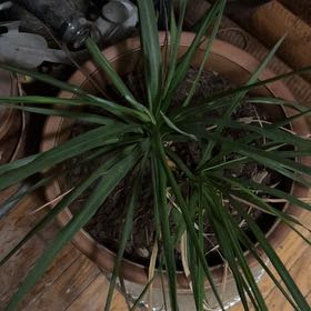 Photo of the plant species Red-Edged Dracaena by @PureWormplant34 named Sahara on Greg, the plant care app